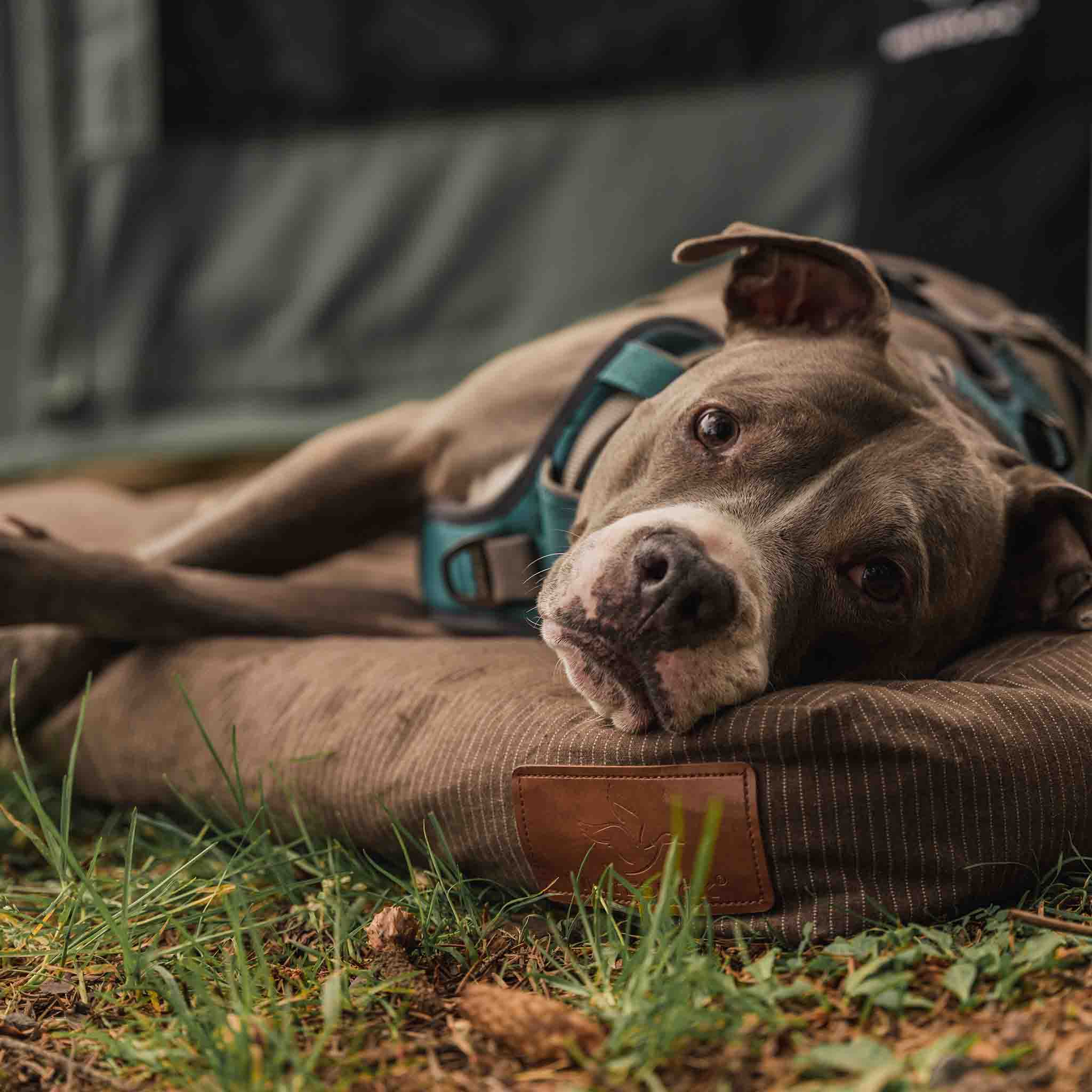 Dog Bed - Image 15