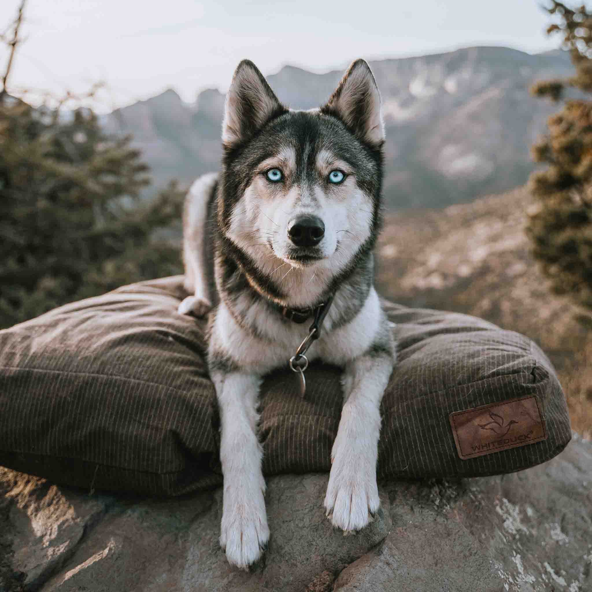 Dog Bed - Image 9