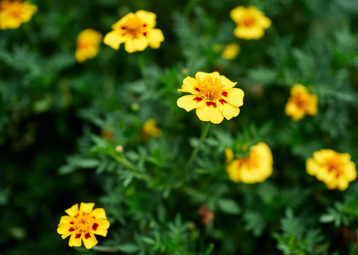Edible Petals - Seed Collection - Image 10