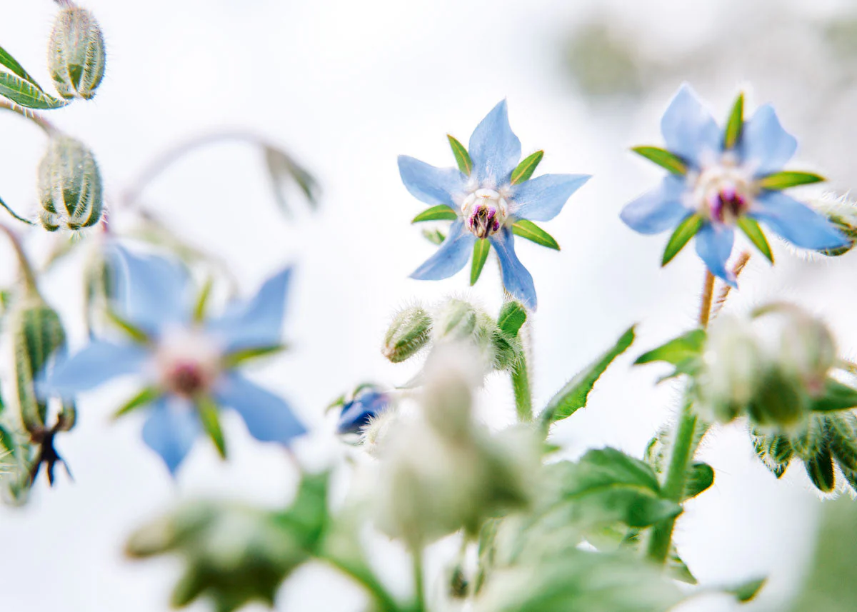 Edible Petals - Seed Collection - Image 6