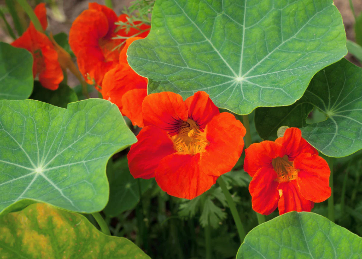 Edible Petals - Seed Collection - Image 7