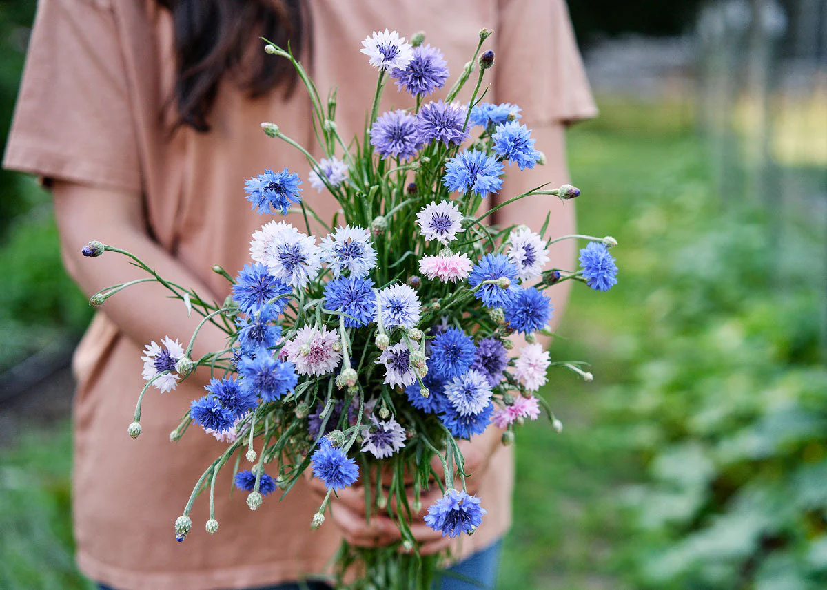 Edible Petals - Seed Collection - Image 8