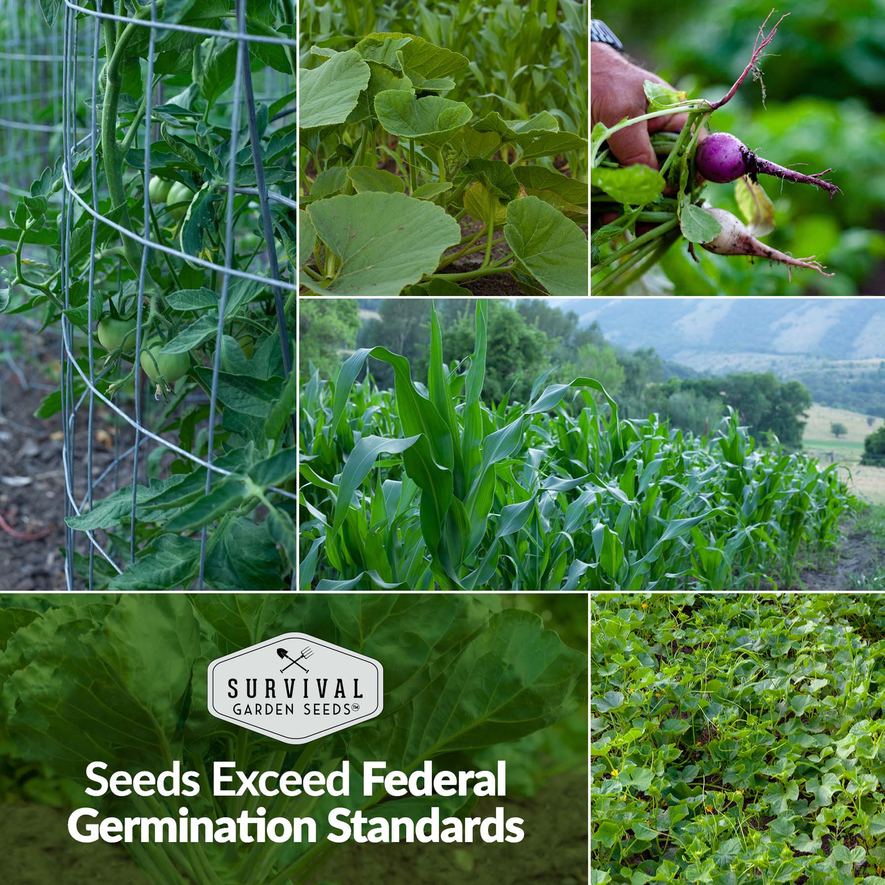 Family Home Garden Kit - 30 Easy to Grow Seeds for a Victory Garden - Image 8
