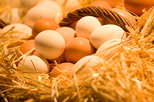 Fresh and Honest Foods Dehydrated Whole Eggs 40oz - #10 Can (94 Servings) - Image 4