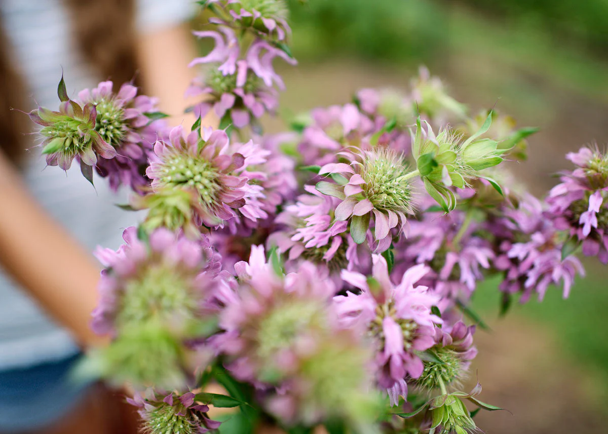 Freshly Cut Blooms - Seed Collection - Image 11