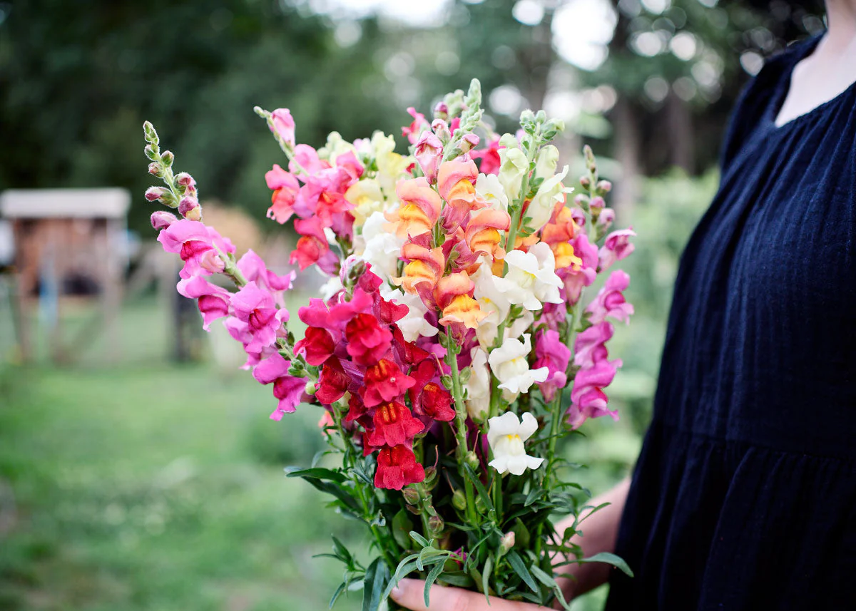 Freshly Cut Blooms - Seed Collection - Image 8