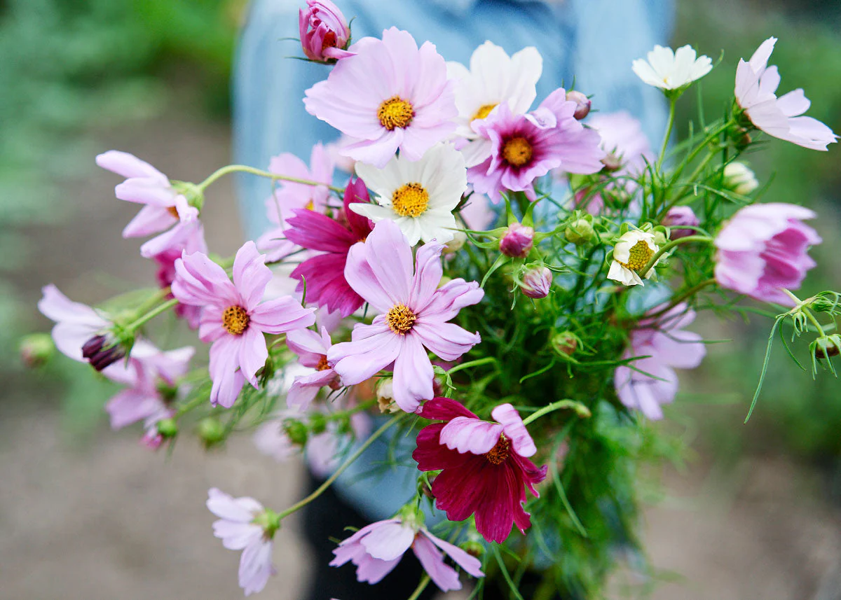 Freshly Cut Blooms - Seed Collection - Image 9
