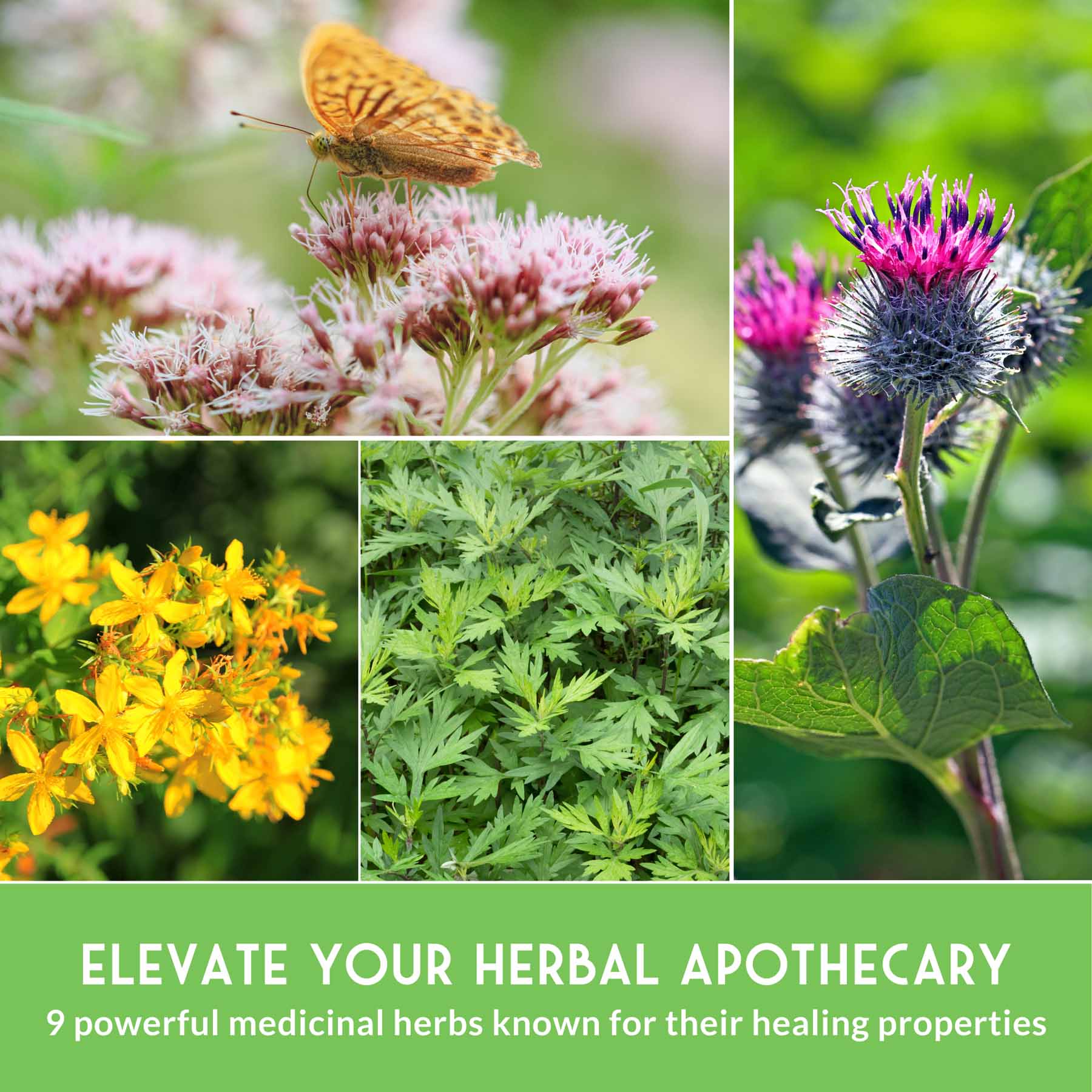 Herbalist Seed Bundle - 9 Important Medicinal Herbs - Image 4