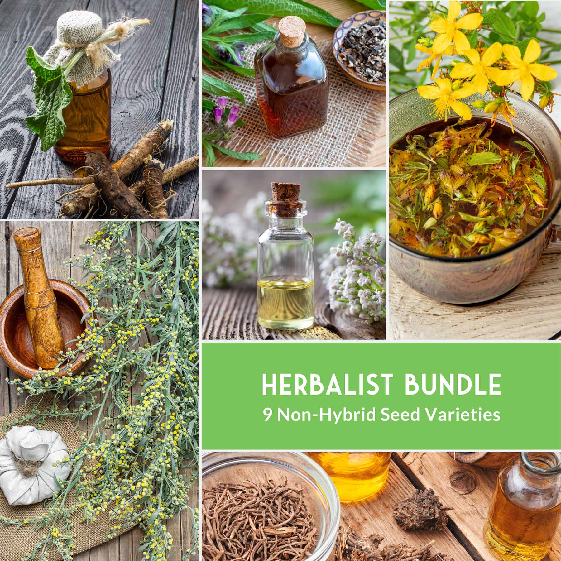 Herbalist Seed Bundle - 9 Important Medicinal Herbs - Image 5