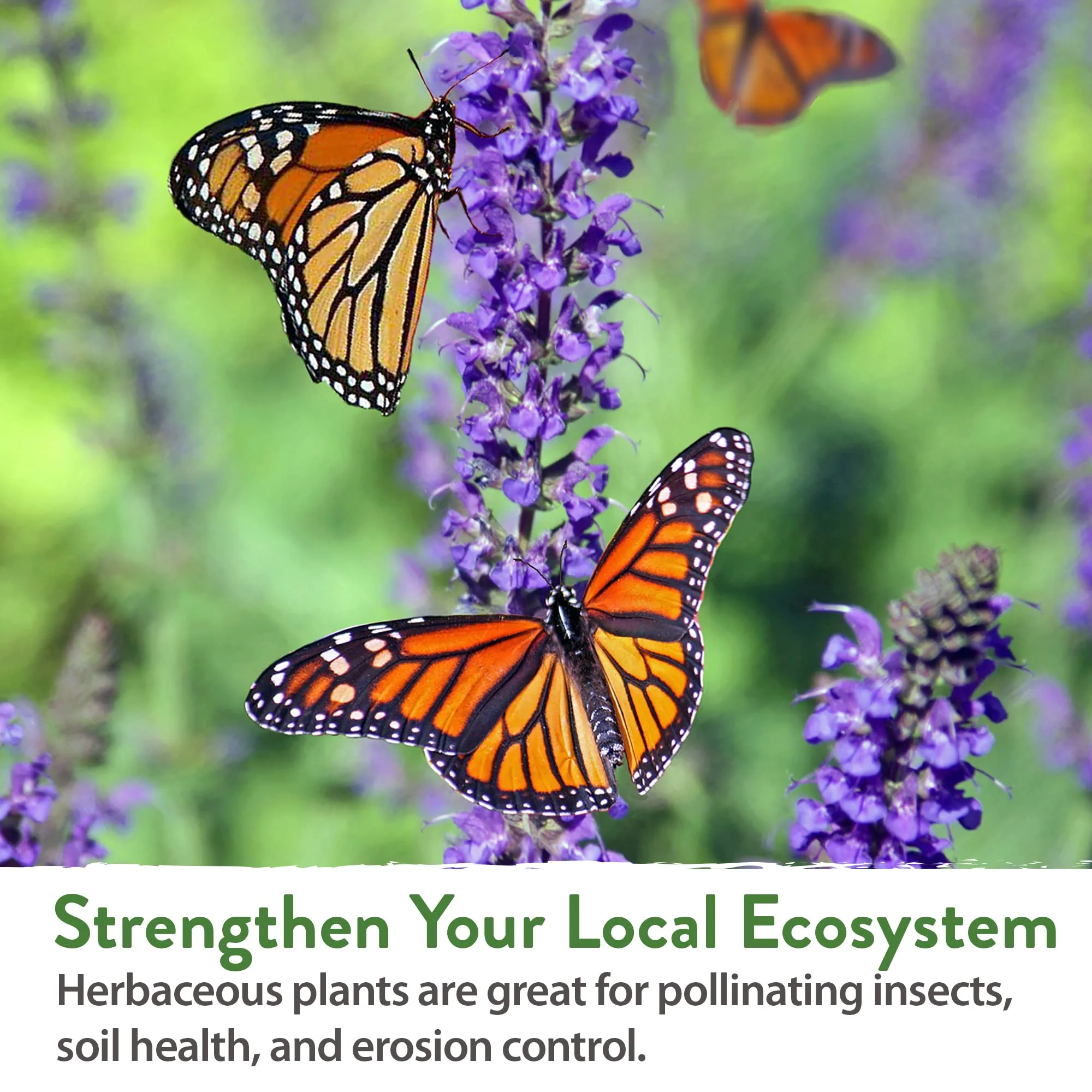 Home Grown Brand Heirloom Herb Seeds 20 Variety Pack - Image 9