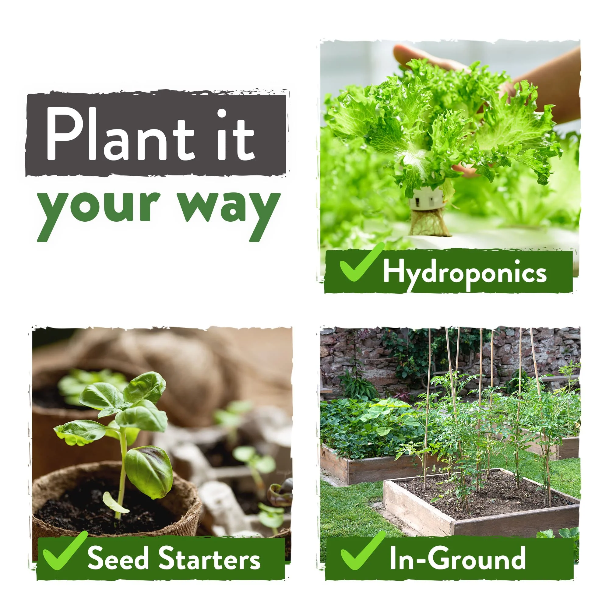 Home Grown Brand, Heirloom Seeds, Spring Vegetables 12 Variety Pack - Image 6
