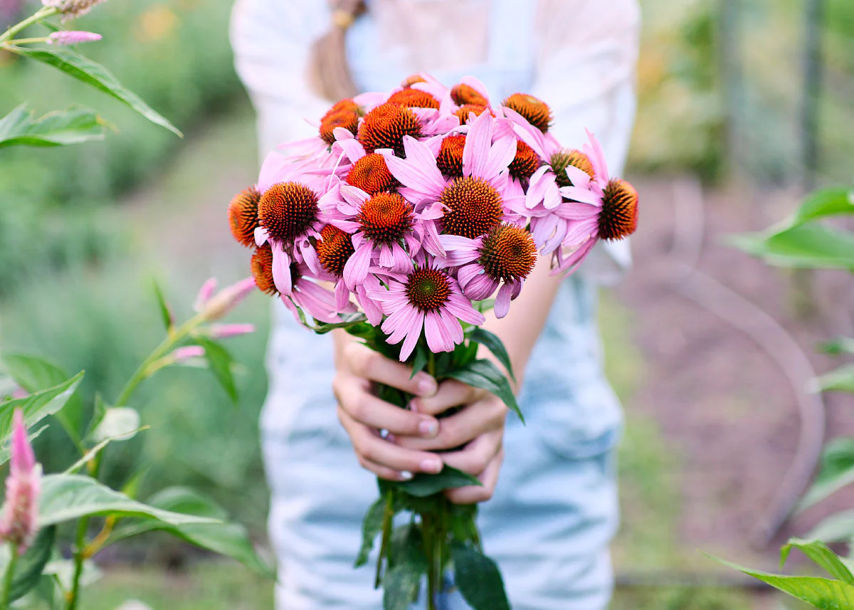 Homegrown Wellness - Seed Collection - Image 10