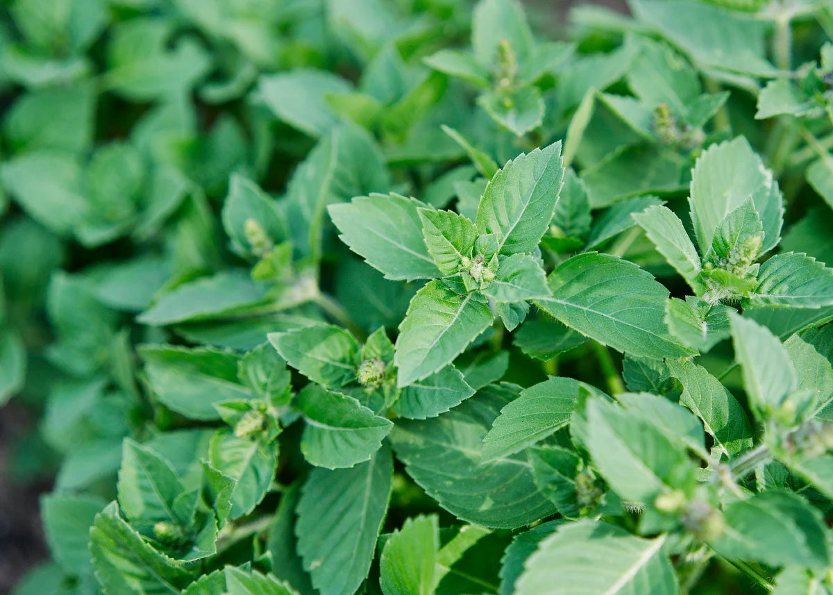 Homegrown Wellness - Seed Collection - Image 6