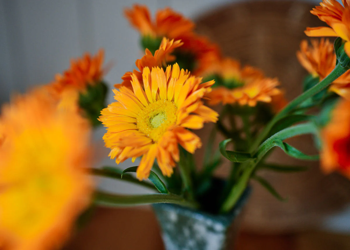 Homegrown Wellness - Seed Collection - Image 7