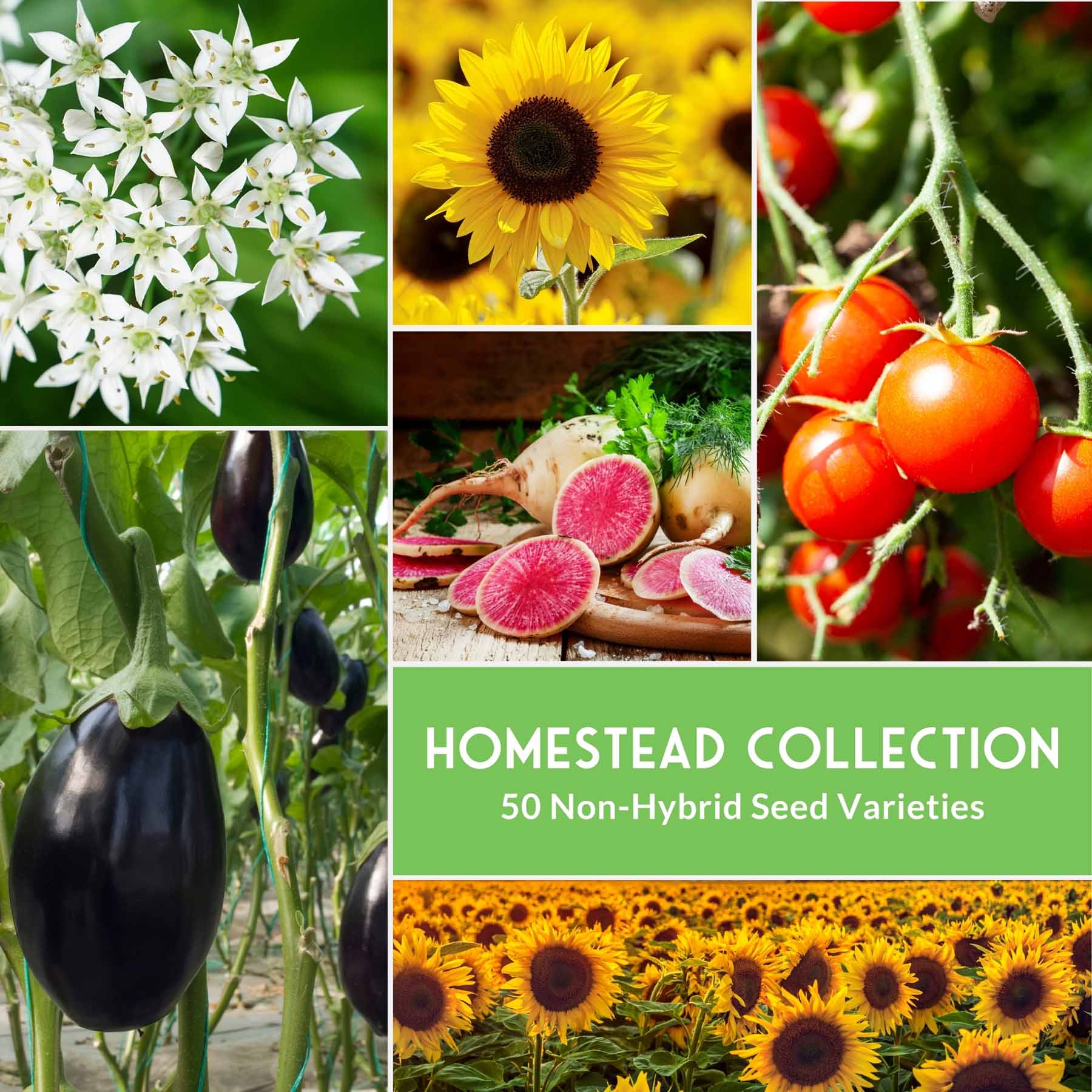 Homestead Garden Collection – 50 Essential Seeds for Self-Reliant Living - Image 5
