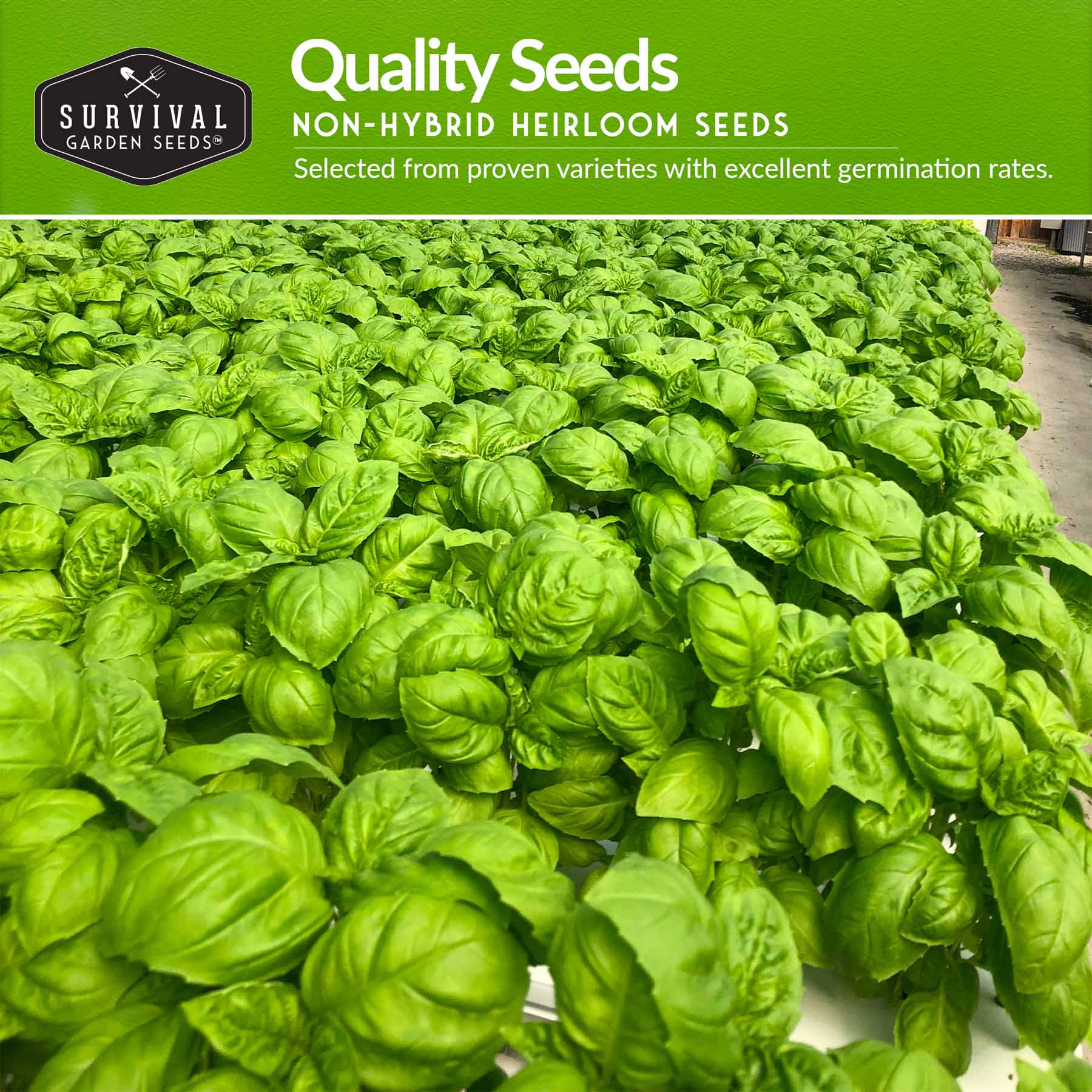 Hydroponic Herb Seed Collection - Image 3