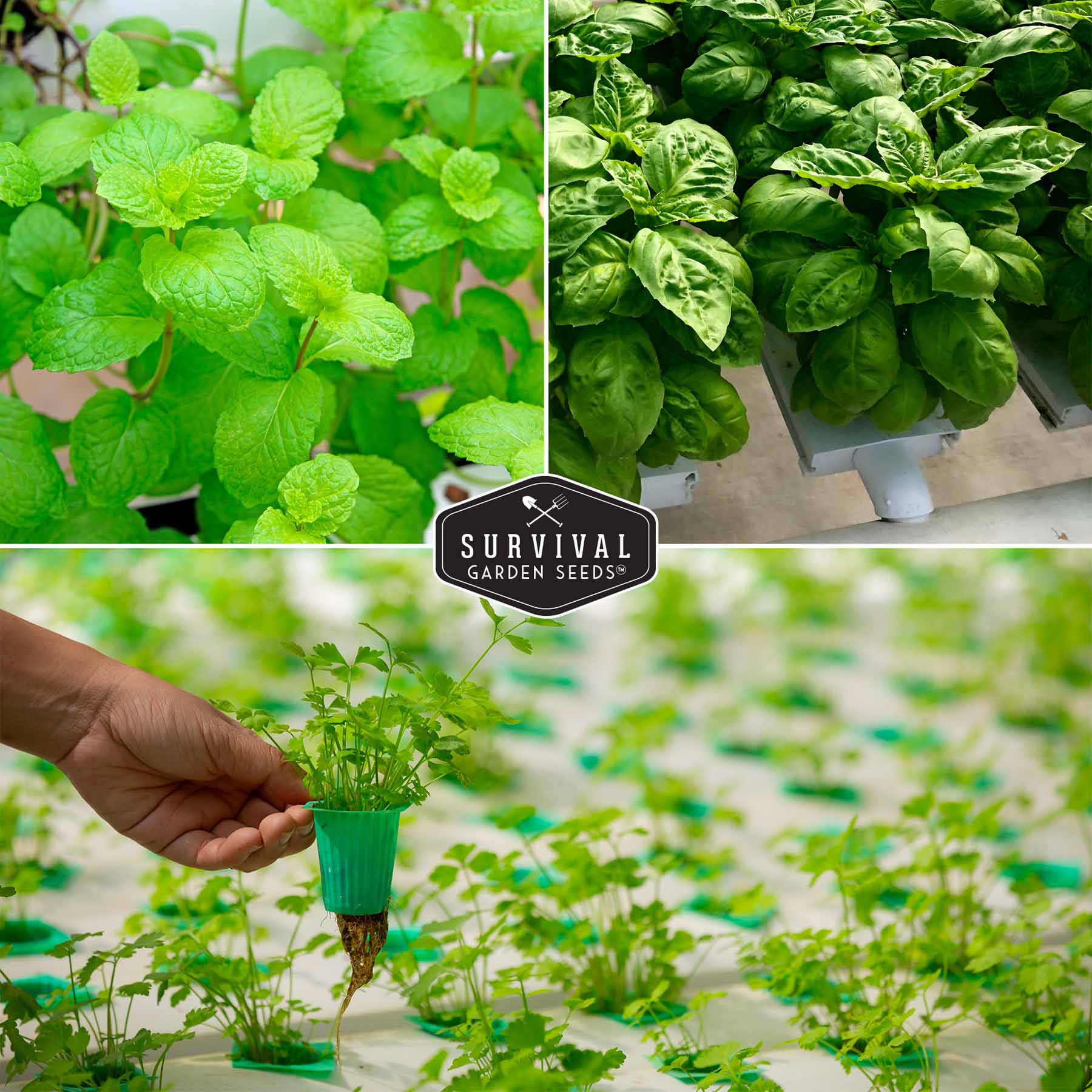 Hydroponic Herb Seed Collection - Image 4