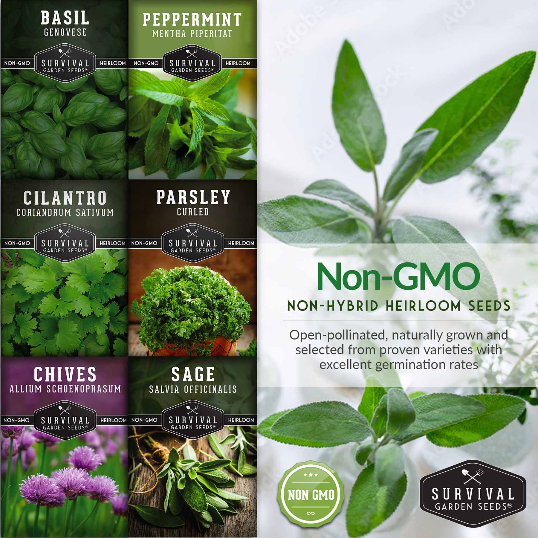 Hydroponic Herb Seed Collection - Image 5