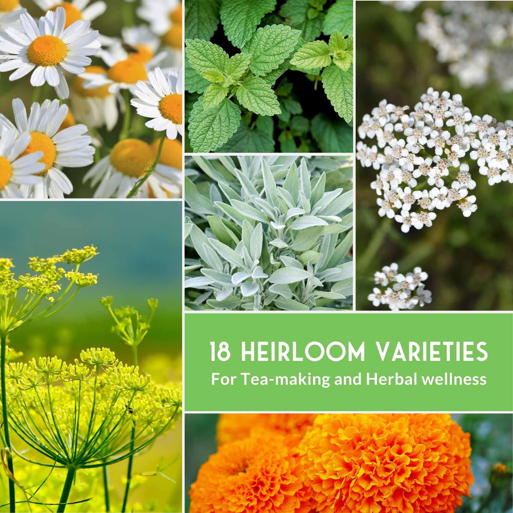 Medicinal Herb Collection - 18 Medicinal Herbs - Image 3