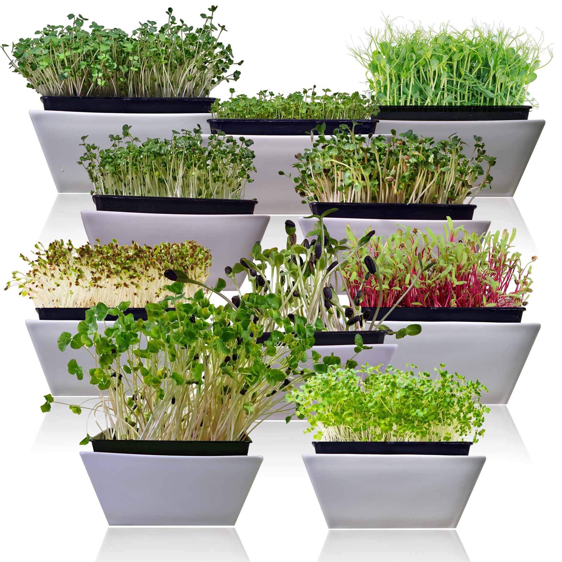 Microgreens 10 Variety Seed Kit - Image 2
