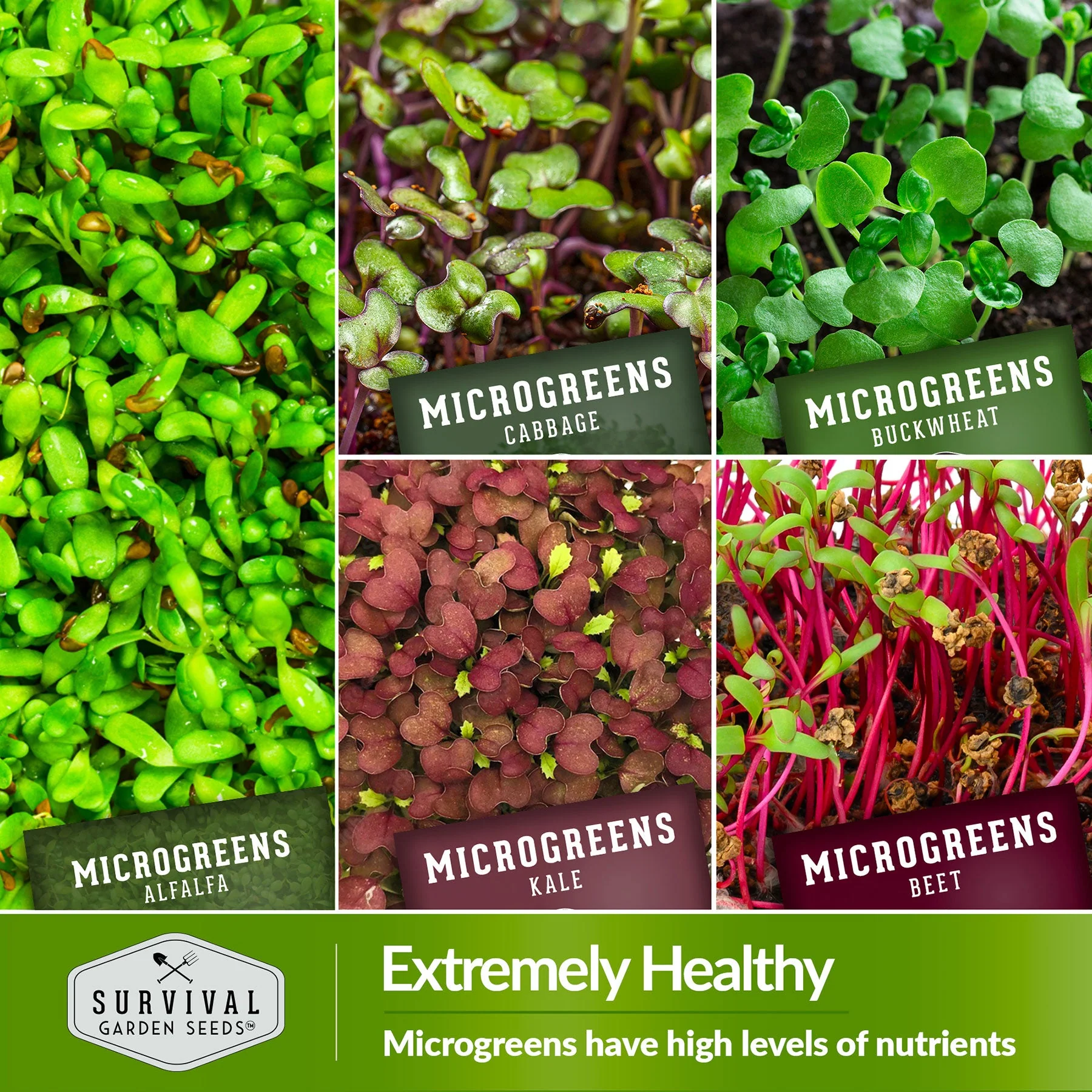 Microgreens 10 Variety Seed Kit - Image 4