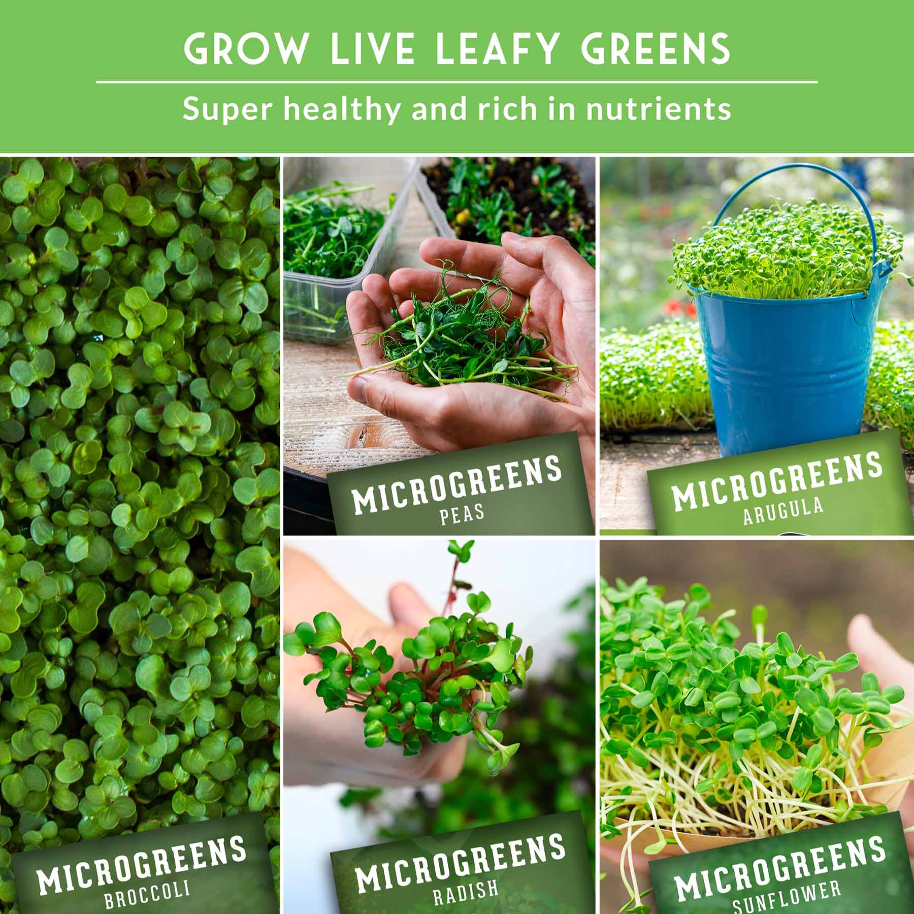 Microgreens 10 Variety Seed Kit - Image 5
