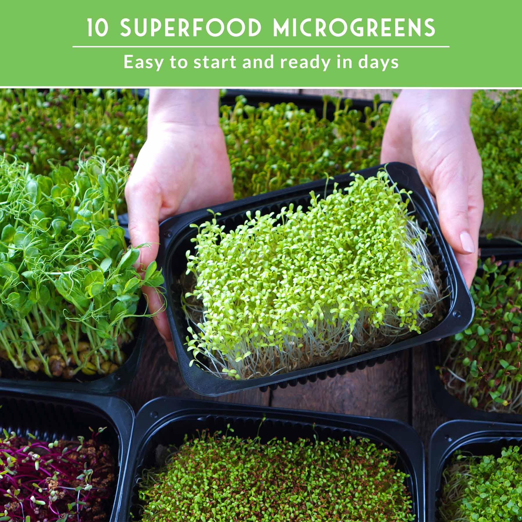 Microgreens 10 Variety Seed Kit - Image 6