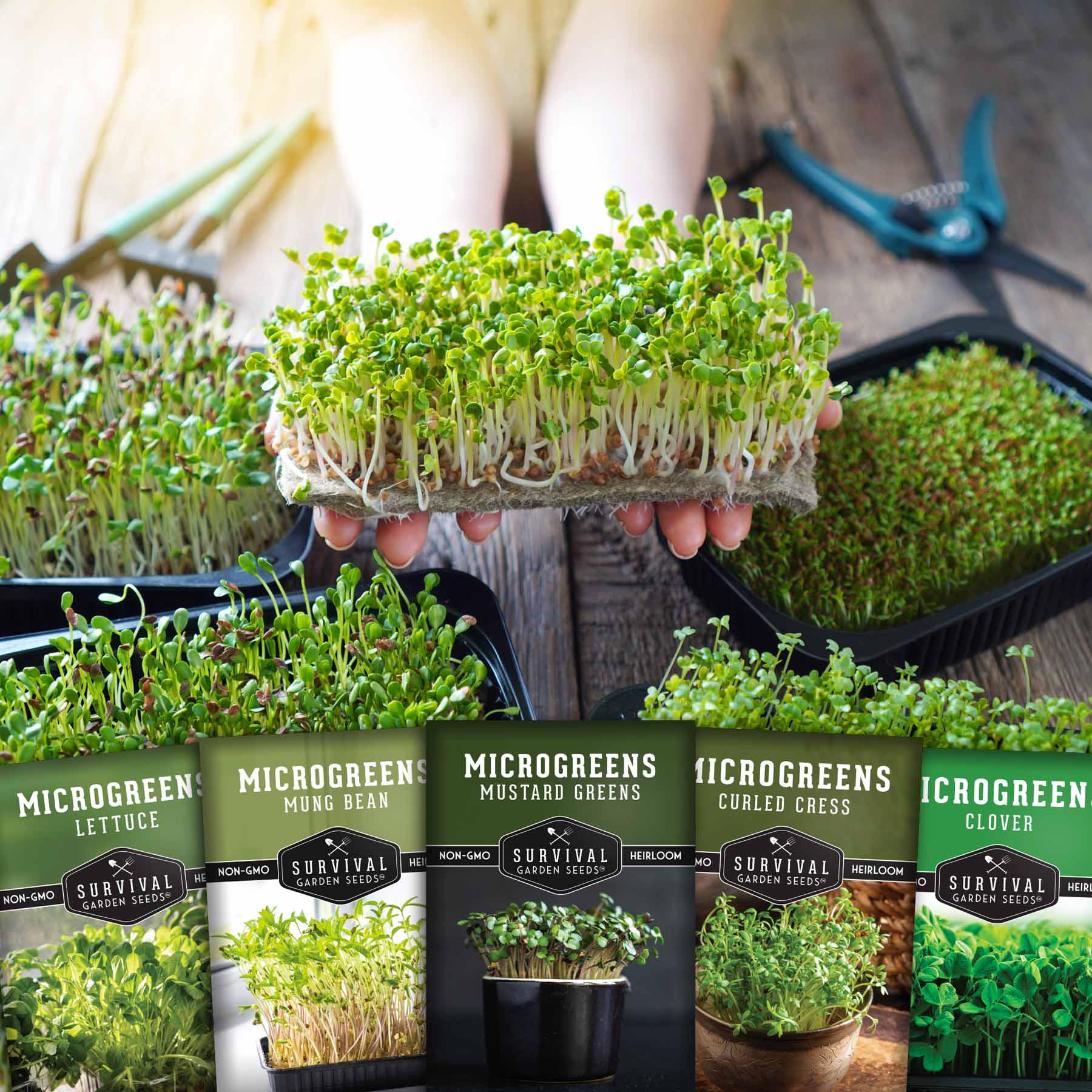 Microgreens Seeds 5 Pack - Image 4