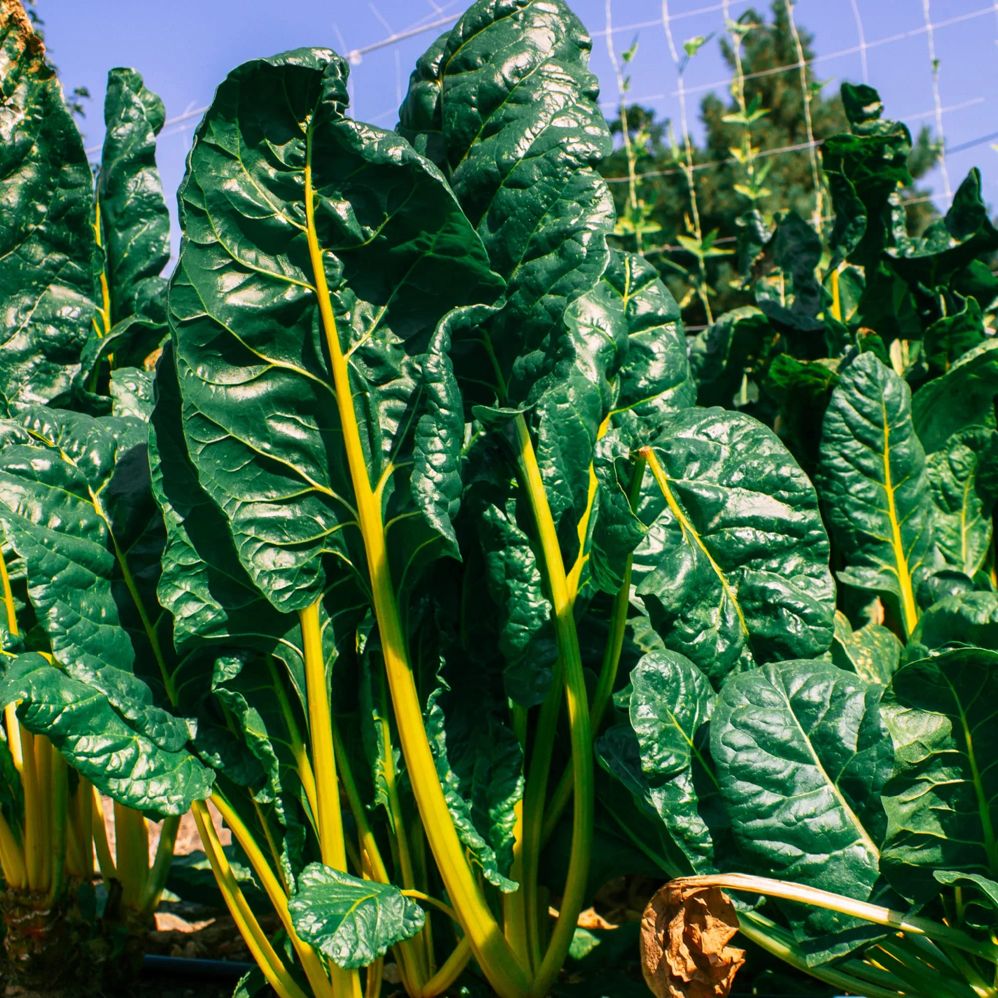 Mountain Valley Seed Company - Vegetable Garden Non-GMO 50,000+ Seeds (16 Varieties) - Image 4