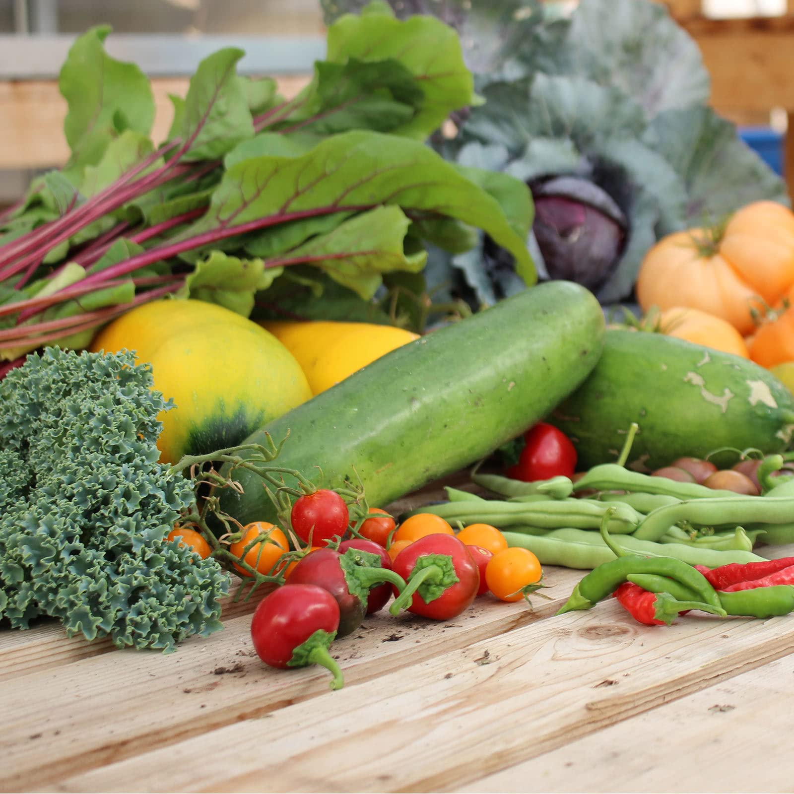 Mountain Valley Seed Company - Vegetable Garden Non-GMO 50,000+ Seeds (16 Varieties) - Image 5