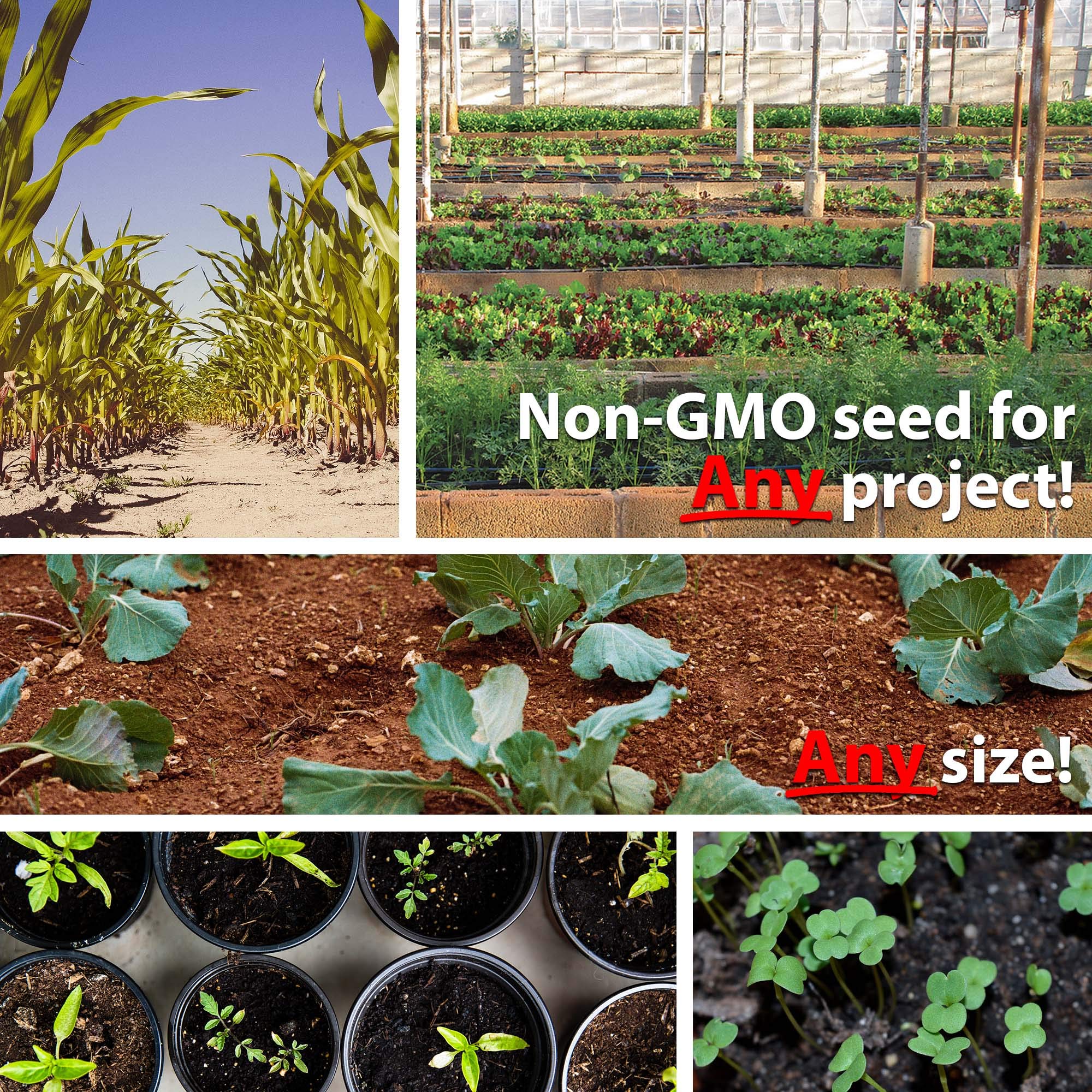 Mountain Valley Seed Company - Vegetable Garden Non-GMO 50,000+ Seeds (16 Varieties) - Image 8