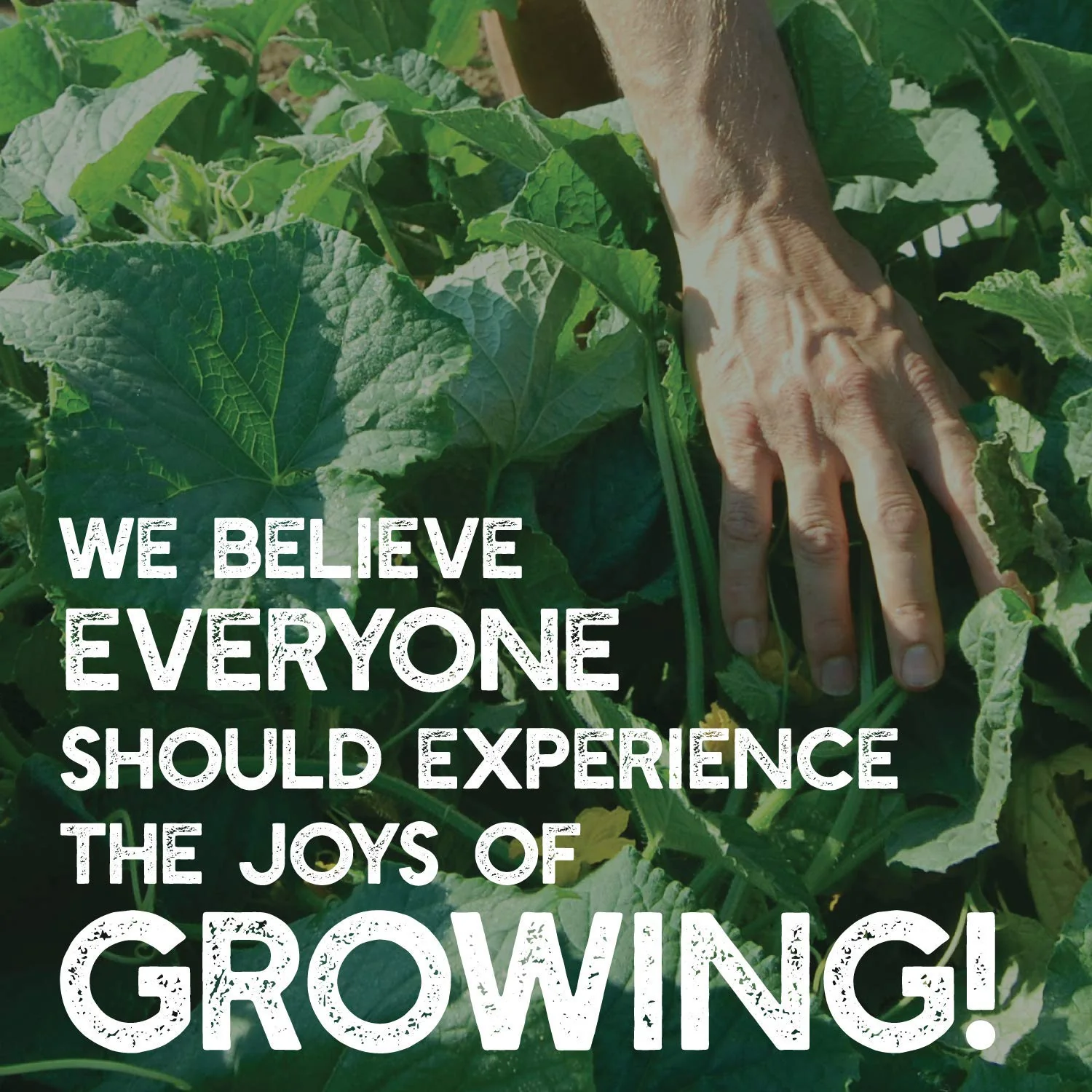 Mountain Valley Seed Company - Vegetable Garden Non-GMO 50,000+ Seeds (16 Varieties) - Image 9