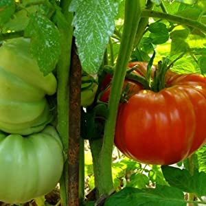 Open Seed Vault Survival Garden Non-GMO Vegetable Garden Seeds - 32 Varieties - Image 3