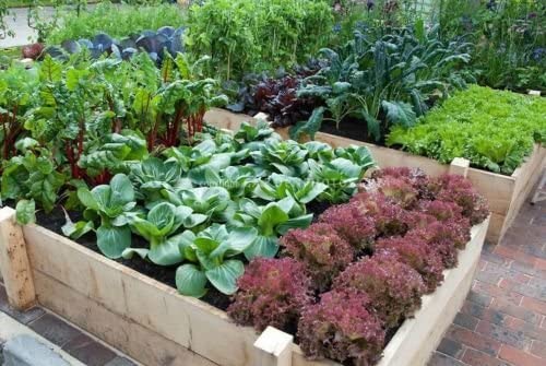 Open Seed Vault Survival Garden Non-GMO Vegetable Garden Seeds - 32 Varieties - Image 4