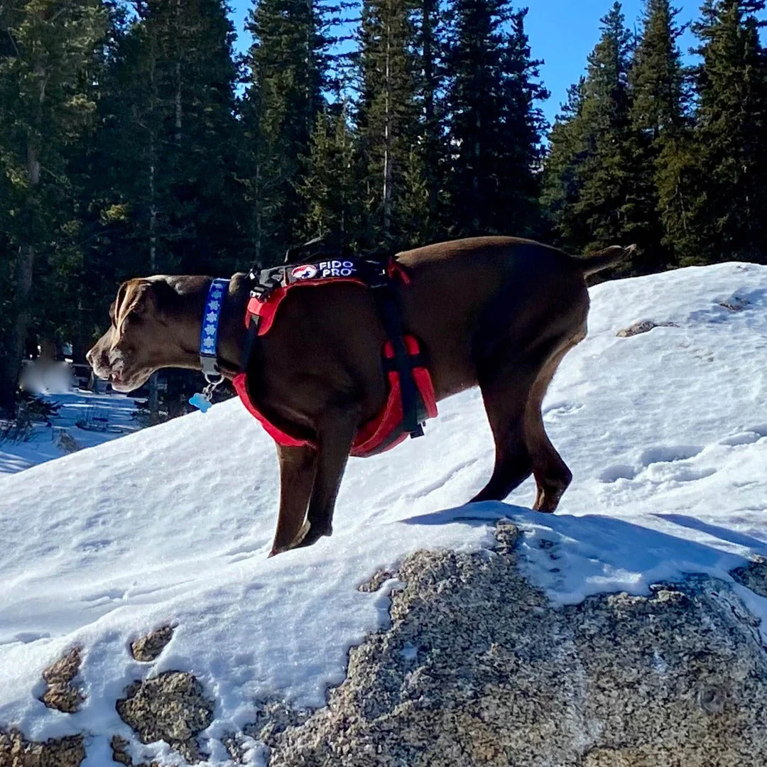 Panza Harness V2 with Deployable Emergency Dog Rescue Sling - Image 5