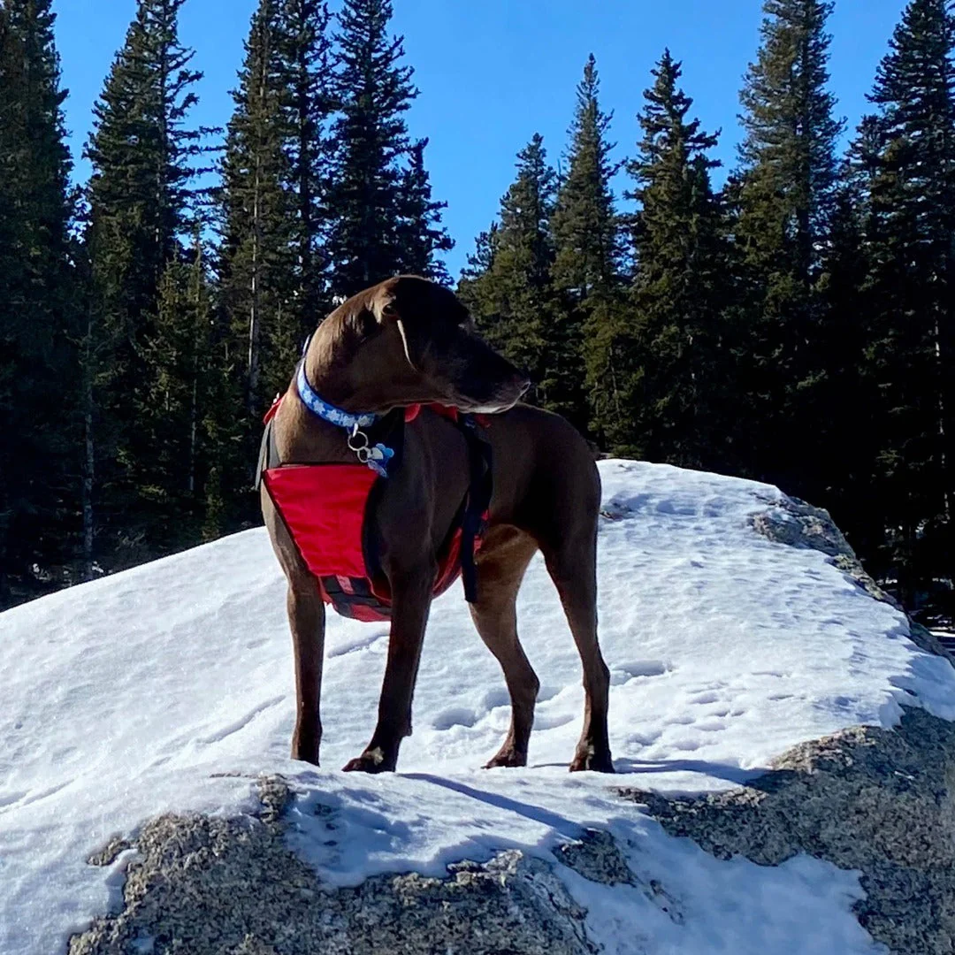 Panza Harness V2 with Deployable Emergency Dog Rescue Sling - Image 7