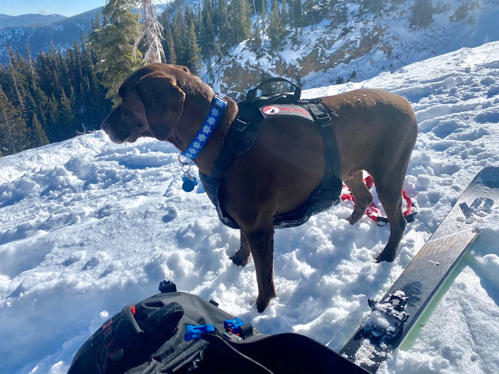 Panza Harness V2 with Deployable Emergency Dog Rescue Sling - Image 8