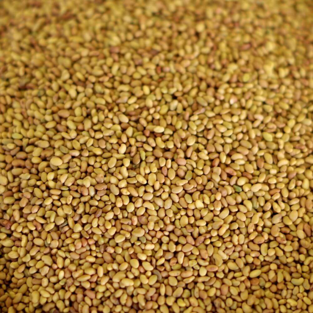 Rainy Day Foods Alfalfa Seed 5 Gallon 36 lb. Super Pail - 5443 Servings - Image 3