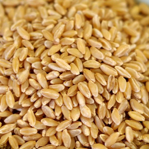 Rainy Day Foods - Durum Wheat - 35 lb. 5 gal SP - Image 2