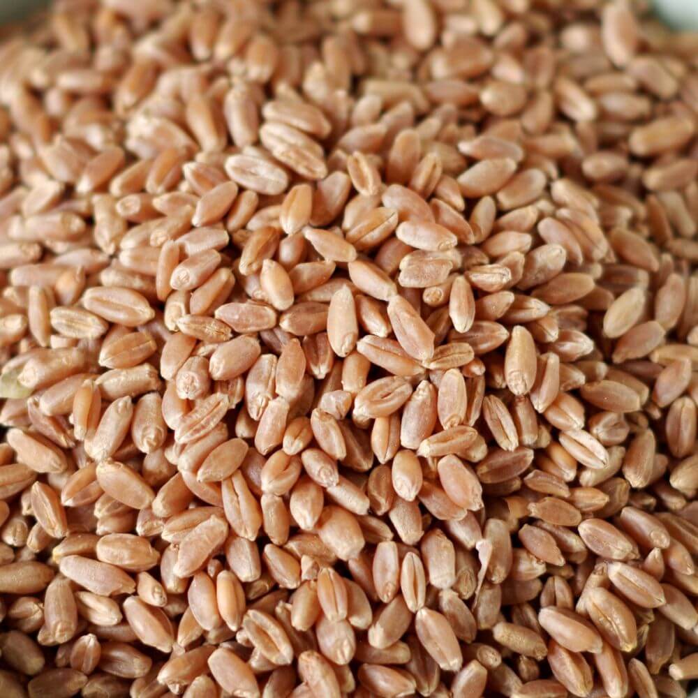 Rainy Day Foods - Hard Red Wheat 5 Gallon Pail - 36 lb. - Image 2