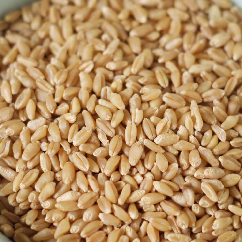Rainy Day Foods - Hard White Wheat 5 Gallon Bucket - Image 3