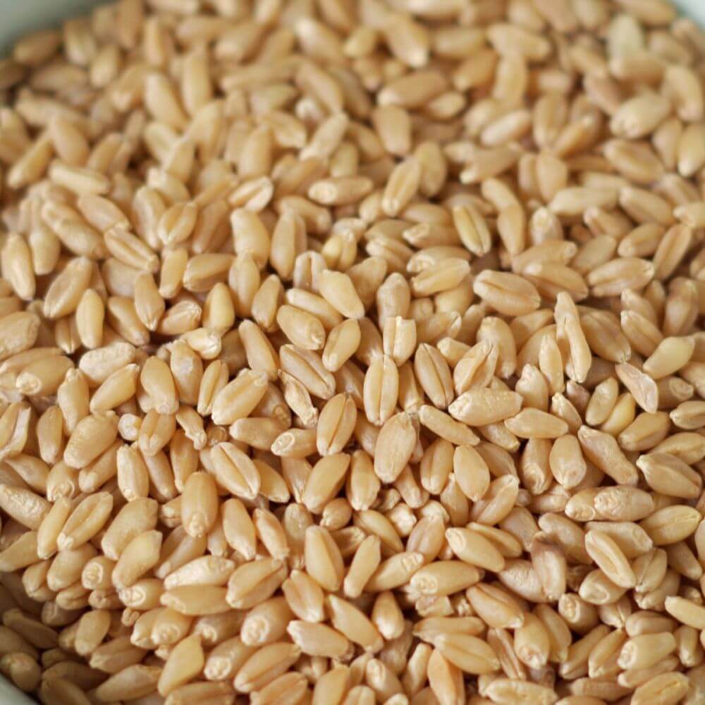 Rainy Day Foods Hard White Wheat Double Plastic 25 lb. Bag - 113 Servings - Image 3
