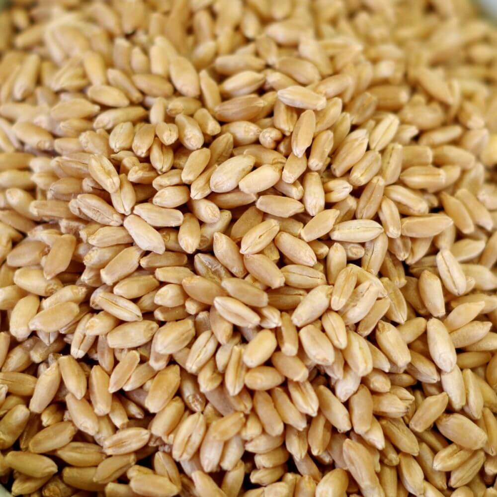 Rainy Day Foods Hard White Wheat Natural Paper 50 lb. Bag - 228 Servings - Image 3