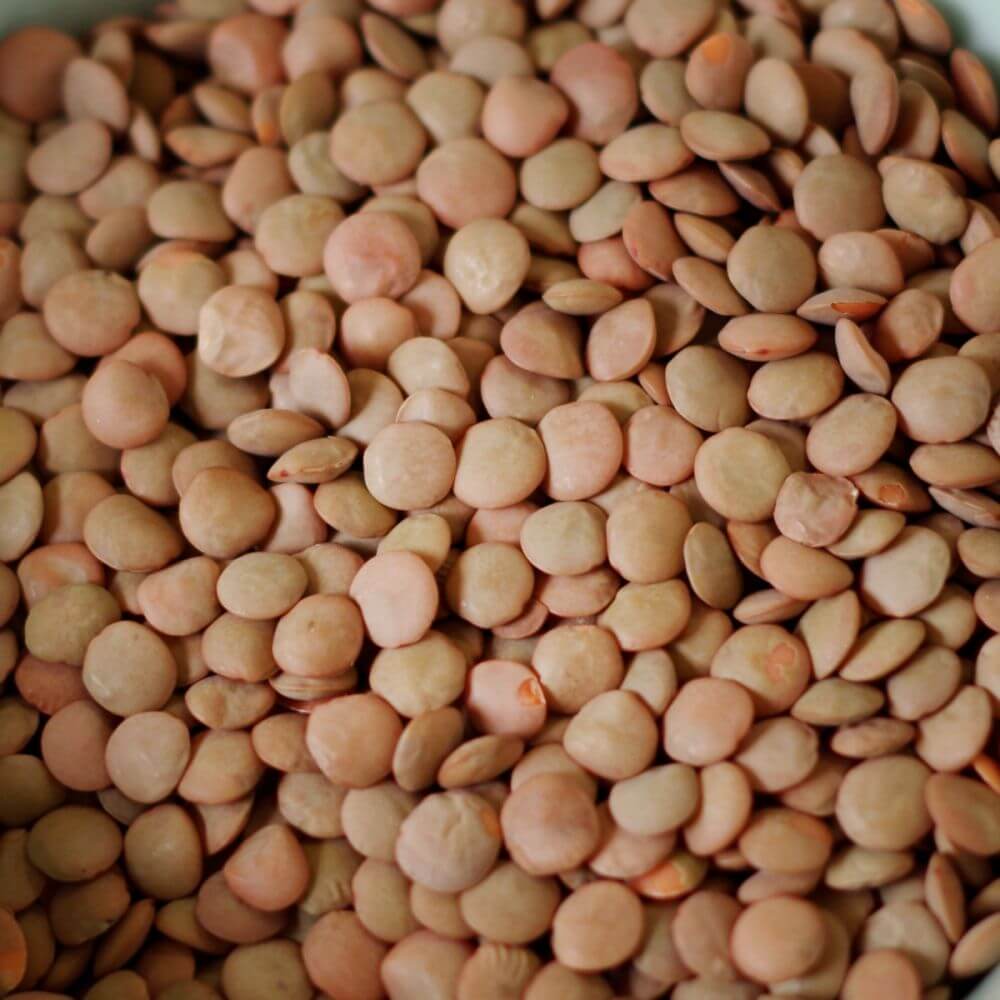 Rainy Day Foods Lentils 25 lb. Bag - 118 Servings - Image 3