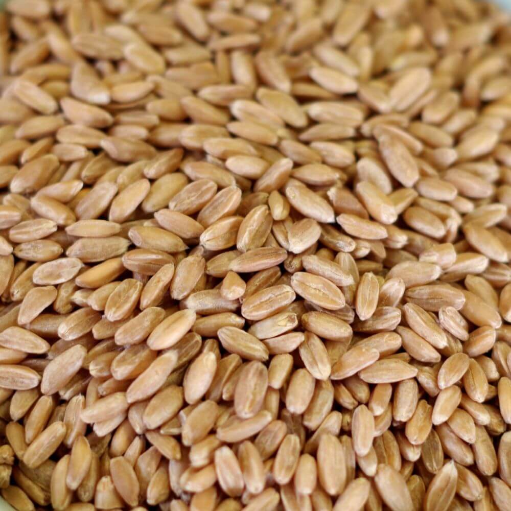 Rainy Day Foods Non-GMO Spelt Natural 1.5 lbs Mylar Bag - 8 Servings - Image 2