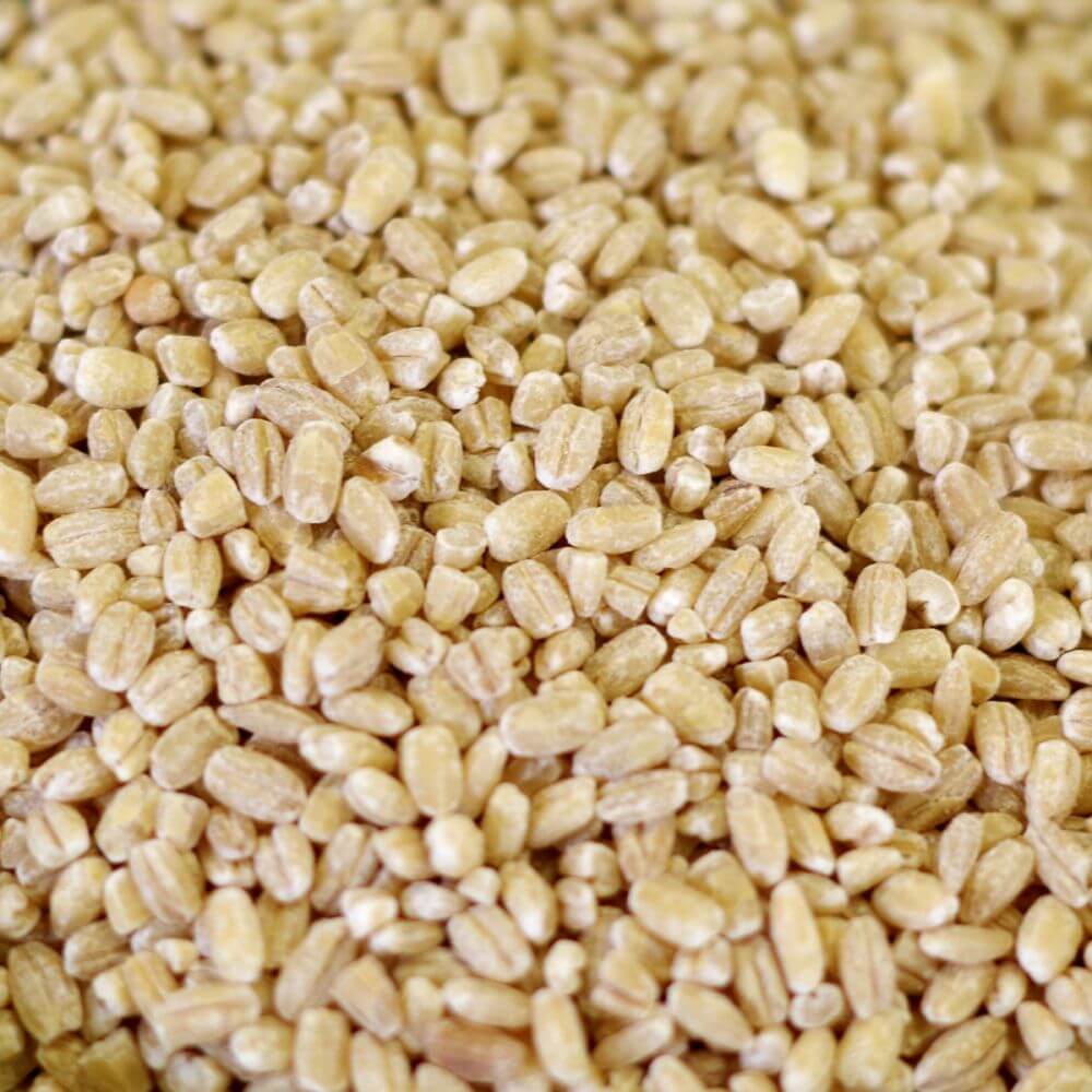 Rainy Day Foods Pearled Barley #10 Cans - 6 Pack - Image 2