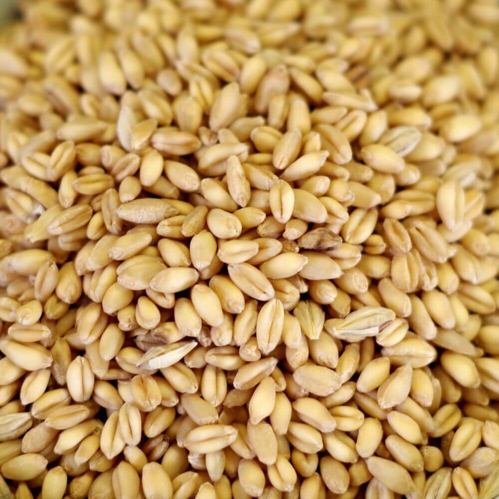 Rainy Day Foods Soft Wheat for Pastry 5 Gallon 36 lb. Super Pail - 194 Servings - Image 2
