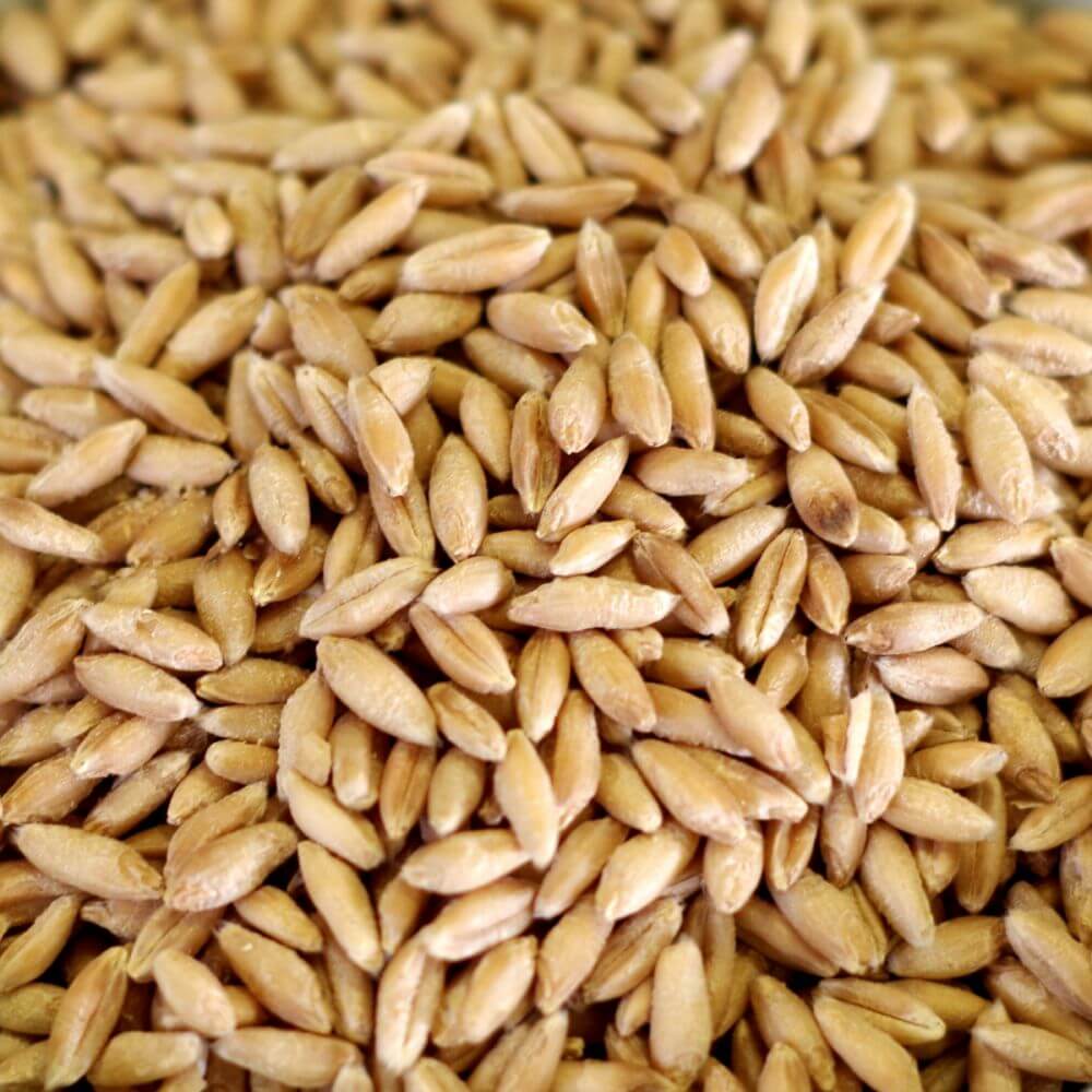 Rainy Day Foods Triticale 5 Gallon 33 lb. Super Pail - 156 Servings - Image 2