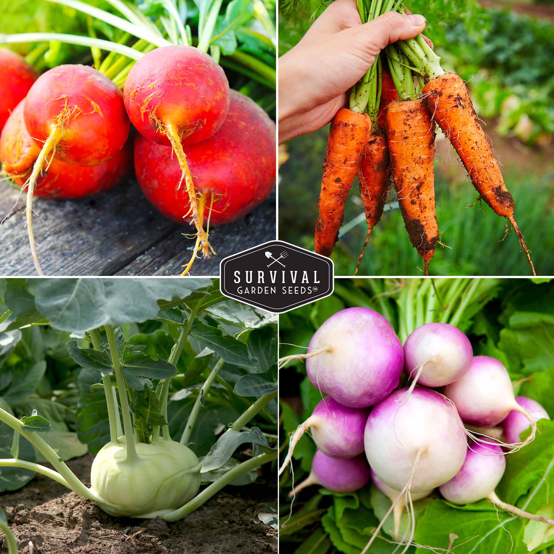 Root Vegetable Seed Collection - Cool Weather Favorites - Image 4