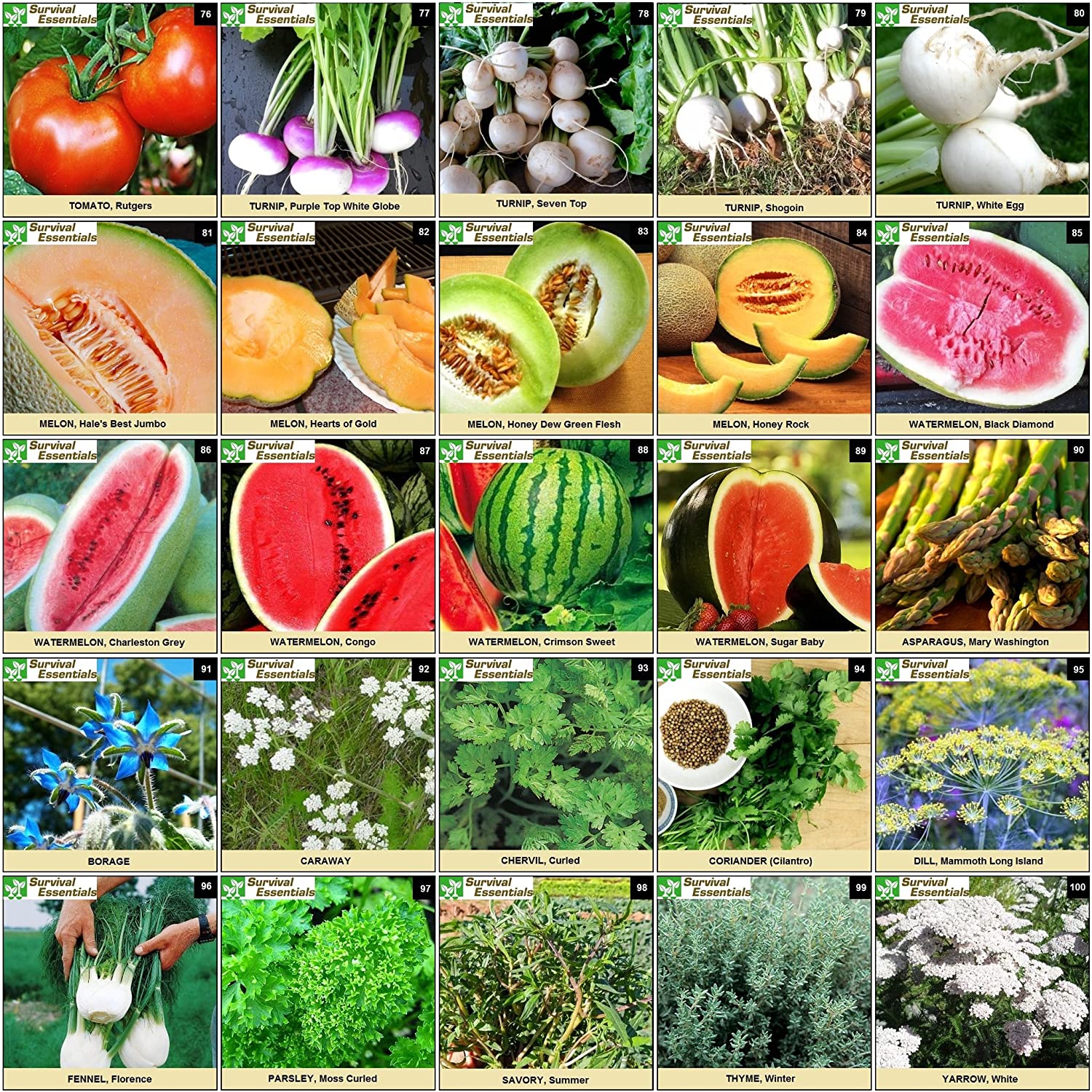 Survival Essentials Seeds Premium Heirloom Seeds Box - 100 Varieties - Over 17,000 Seeds - Image 5